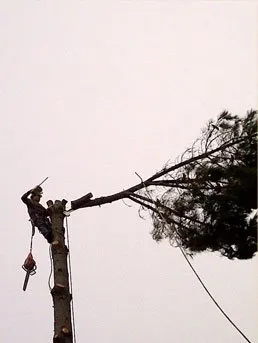 Local yard maintenance experts serving Redwood City, CA - Brothers Services Tree Care