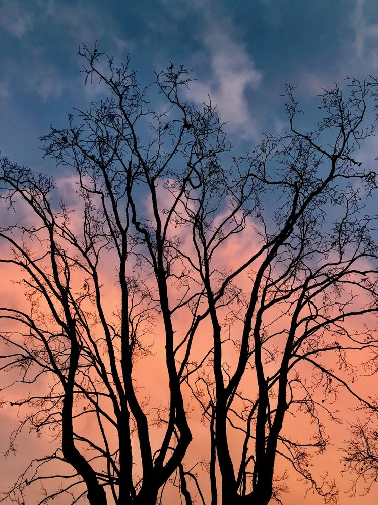 Reliable lawn mowing service for residential properties in Redwood City, CA by Brothers Services Tree Care