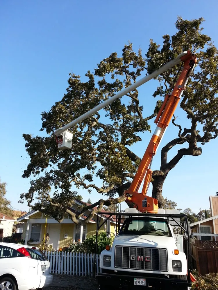 Expert lawn care service experts serving Redwood City, CA - Brothers Services Tree Care