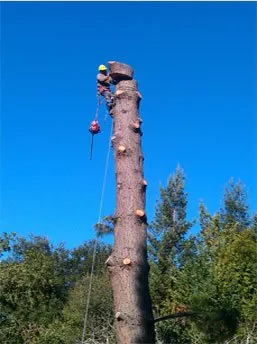 Affordable landscaping services in Redwood City, CA by Brothers Services Tree Care