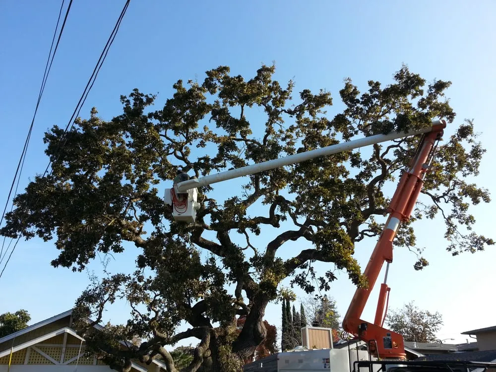 Professional lawn care service for homes across Redwood City, CA - Brothers Services Tree Care