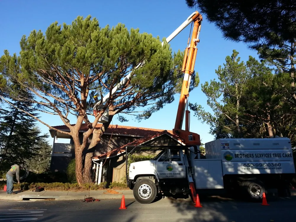 Custom yard maintenance experts serving Redwood City, CA - Brothers Services Tree Care