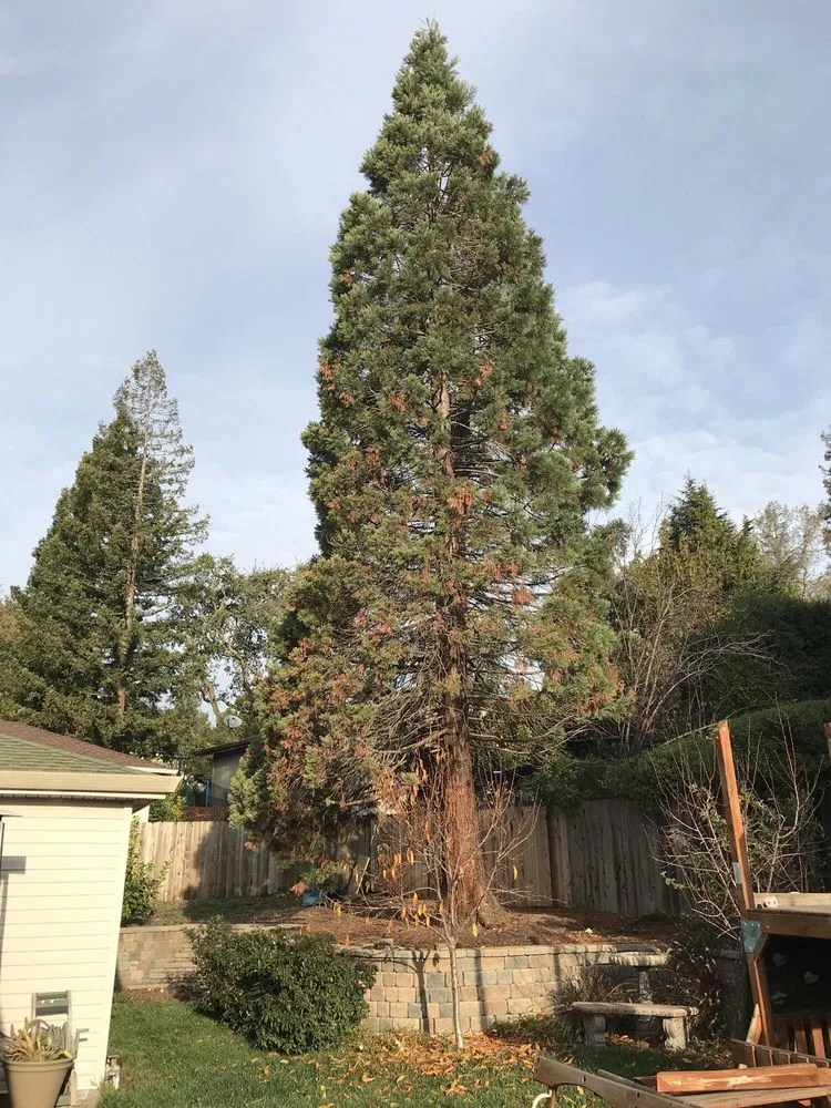 Top-rated landscape installation for residential properties across Redwood City, CA - Brothers Services Tree Care