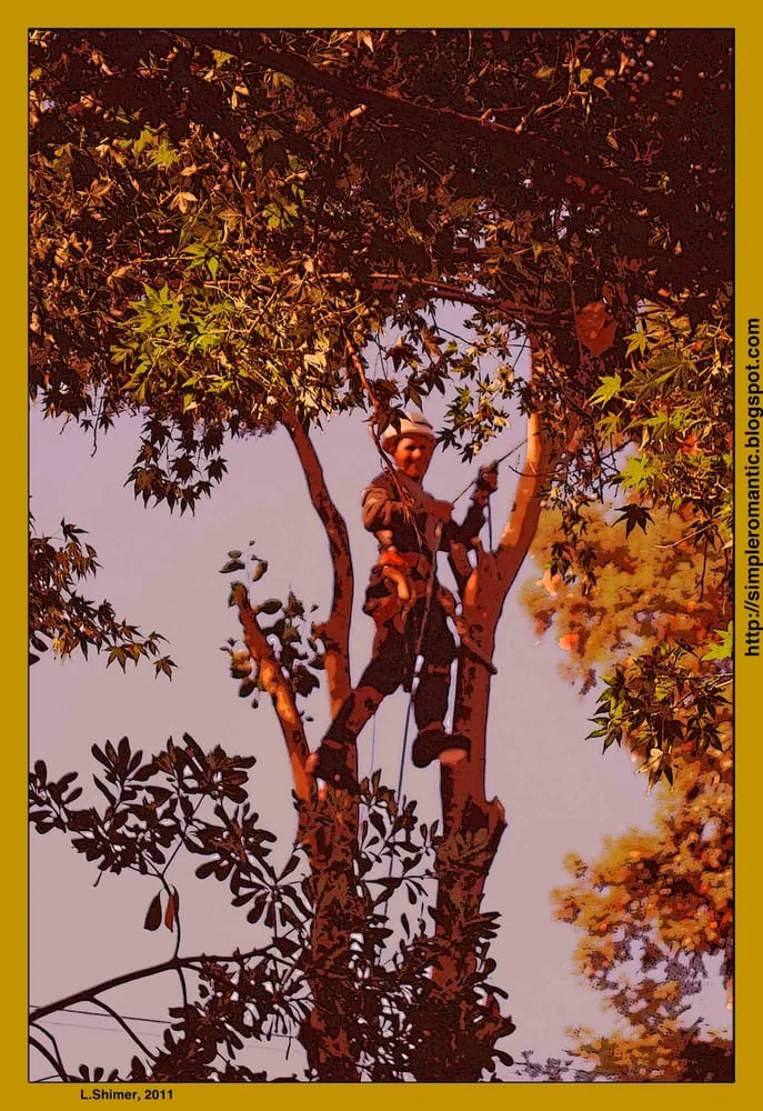 Reliable yard maintenance for homes in Redwood City, CA by Brothers Services Tree Care