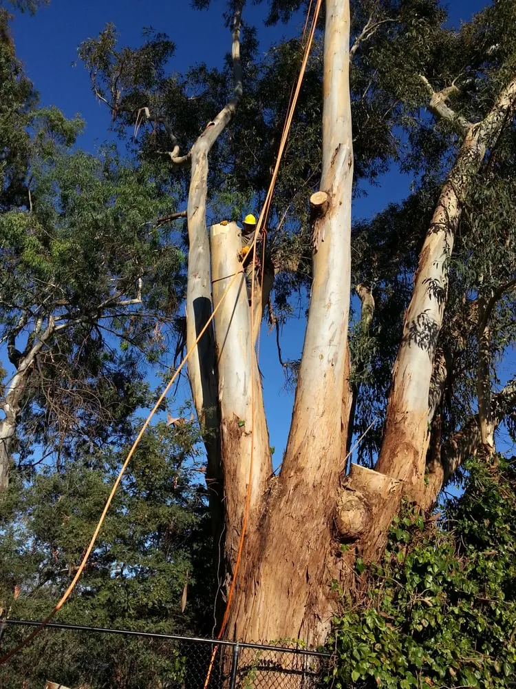 Professional residential landscaping in Redwood City, CA by Brothers Services Tree Care