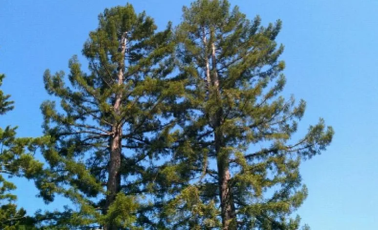 Trusted landscape design in Redwood City, CA - Brothers Services Tree Care