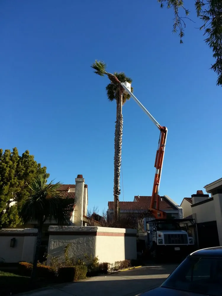 Professional yard maintenance experts serving Redwood City, CA - Brothers Services Tree Care