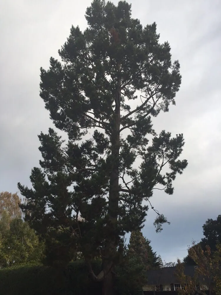 Local yard cleanup service with custom design in Redwood City, CA by Brothers Services Tree Care