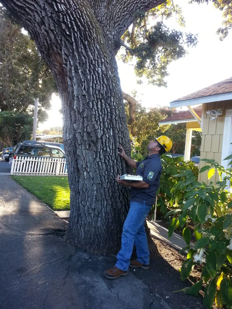 Expert garden landscaping in Redwood City, CA by Brothers Services Tree Care