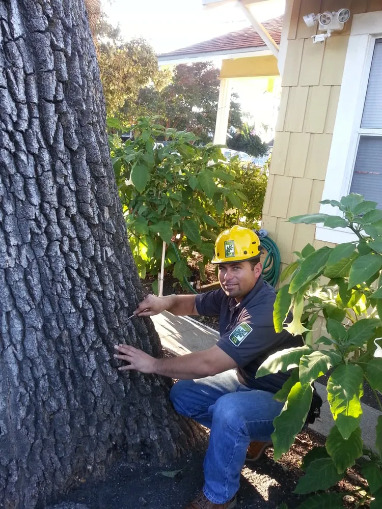 Expert residential landscaping for outdoor upgrades across Redwood City, CA - Brothers Services Tree Care