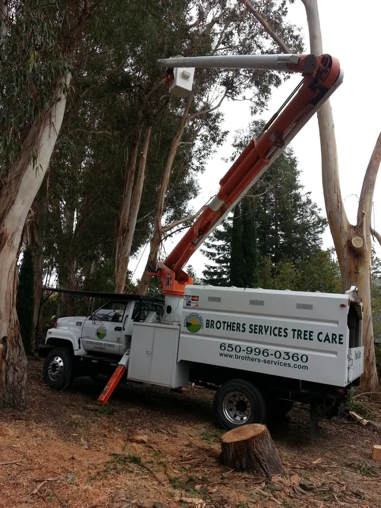 Professional outdoor landscaping in Redwood City, CA by Brothers Services Tree Care