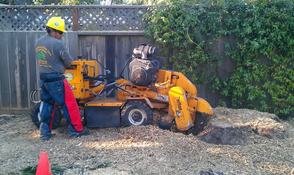 Top-rated lawn care service in Redwood City, CA by Brothers Services Tree Care