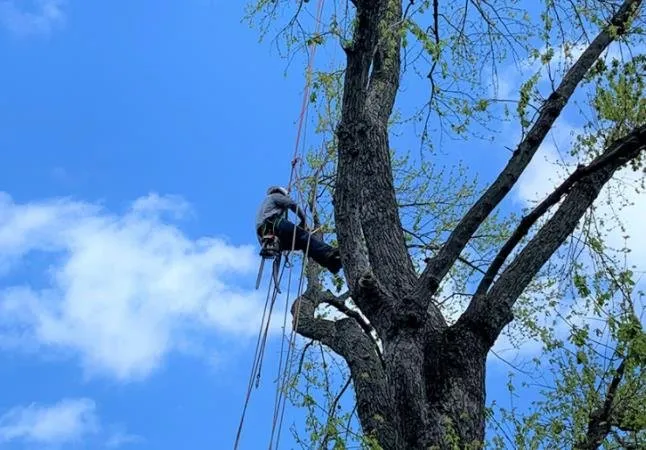 Expert yard cleanup service for beautiful yards across Glen Burnie, MD - Brothers Stone & Landscaping