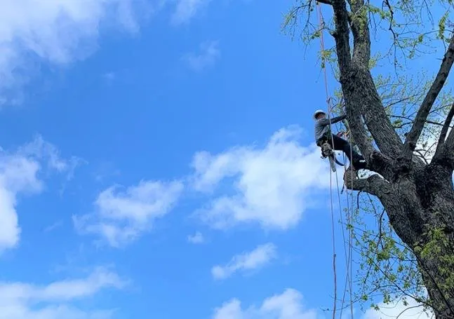 Affordable lawn care service for year-round maintenance in Glen Burnie, MD by Brothers Stone & Landscaping