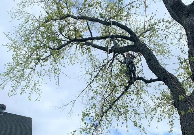 Custom residential landscaping in Glen Burnie, MD by Brothers Stone & Landscaping