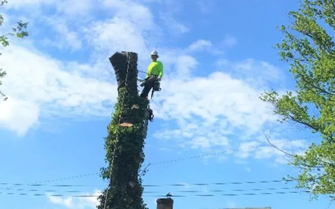 Local yard cleanup service in Glen Burnie, MD - Brothers Stone & Landscaping