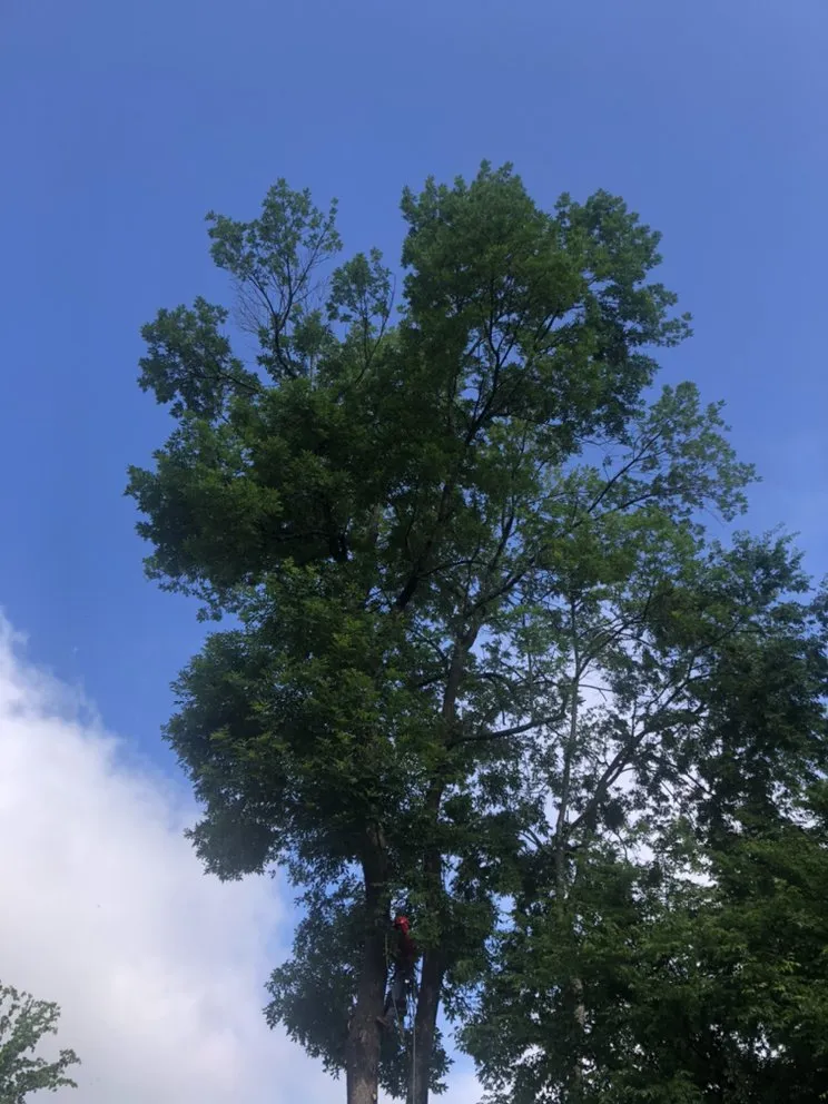 Custom yard maintenance for beautiful yards across Gastonia, NC - Brothers Tree & Lawncare Service