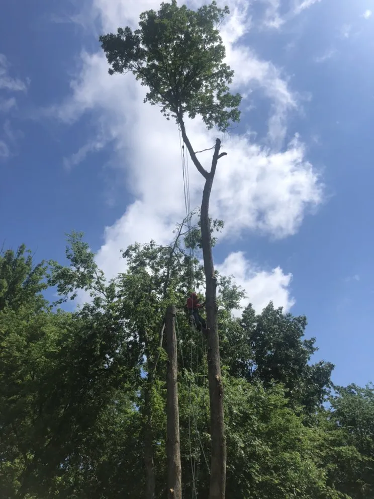 Trusted residential landscaping in Gastonia, NC - Brothers Tree & Lawncare Service