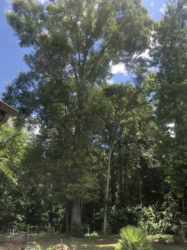 Trusted yard maintenance for homes across Gastonia, NC - Brothers Tree & Lawncare Service