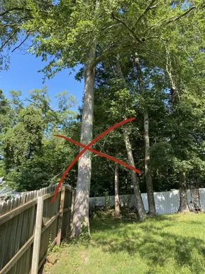 Brothers Tree & Lawncare Service Logo