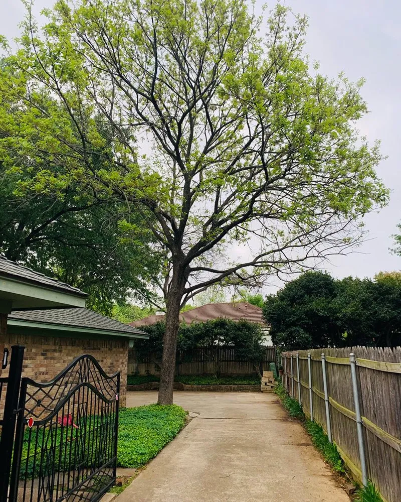 Reliable landscaping services for beautiful yards across Arlington, TX - Brothers Tree Service & Landscaping