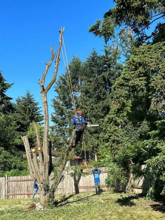 Trusted residential landscaping in Belfair, WA by Brothers Tree service & Landscaping