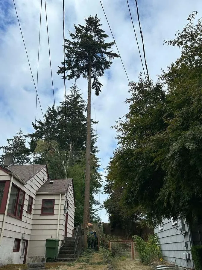 Trusted landscaping services in Belfair, WA by Brothers Tree service & Landscaping