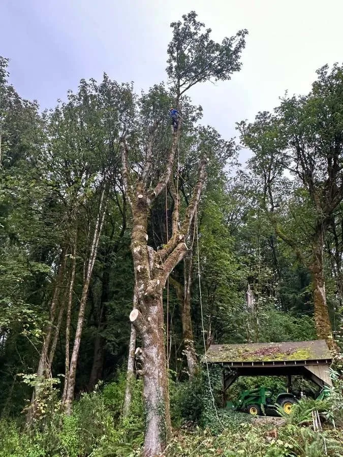 Local lawn care service in Belfair, WA by Brothers Tree service & Landscaping