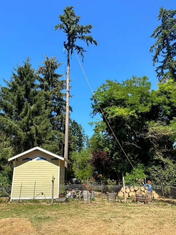 Top-rated lawn care service in Belfair, WA by Brothers Tree service & Landscaping