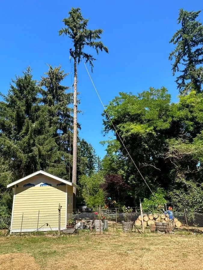 Professional lawn care service for residential properties across Belfair, WA - Brothers Tree service & Landscaping