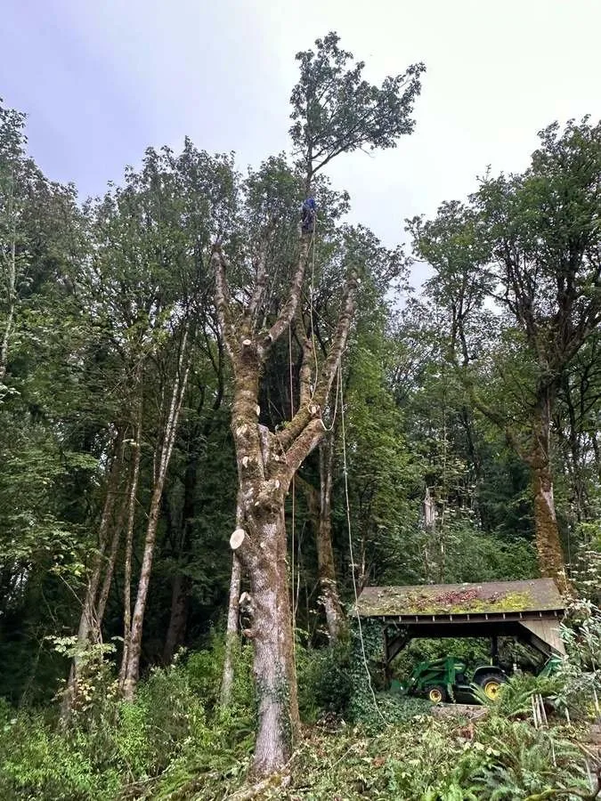 Custom landscape installation for beautiful yards across Belfair, WA - Brothers Tree service & Landscaping