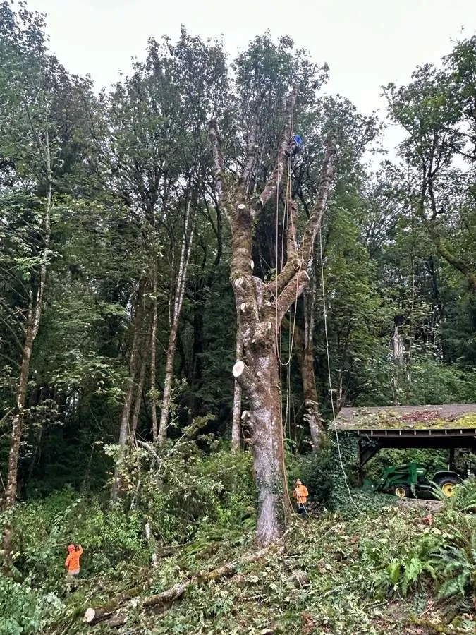 Expert landscape installation in Belfair, WA by Brothers Tree service & Landscaping