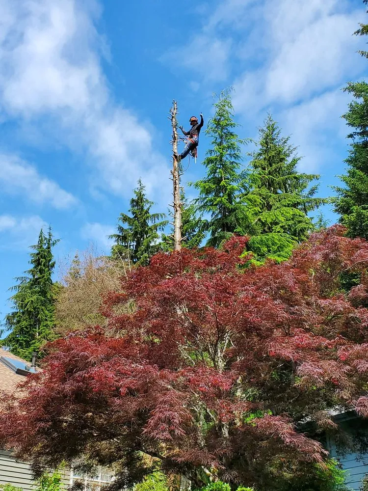 Local lawn mowing service with custom design across Belfair, WA - Brothers Tree service & Landscaping