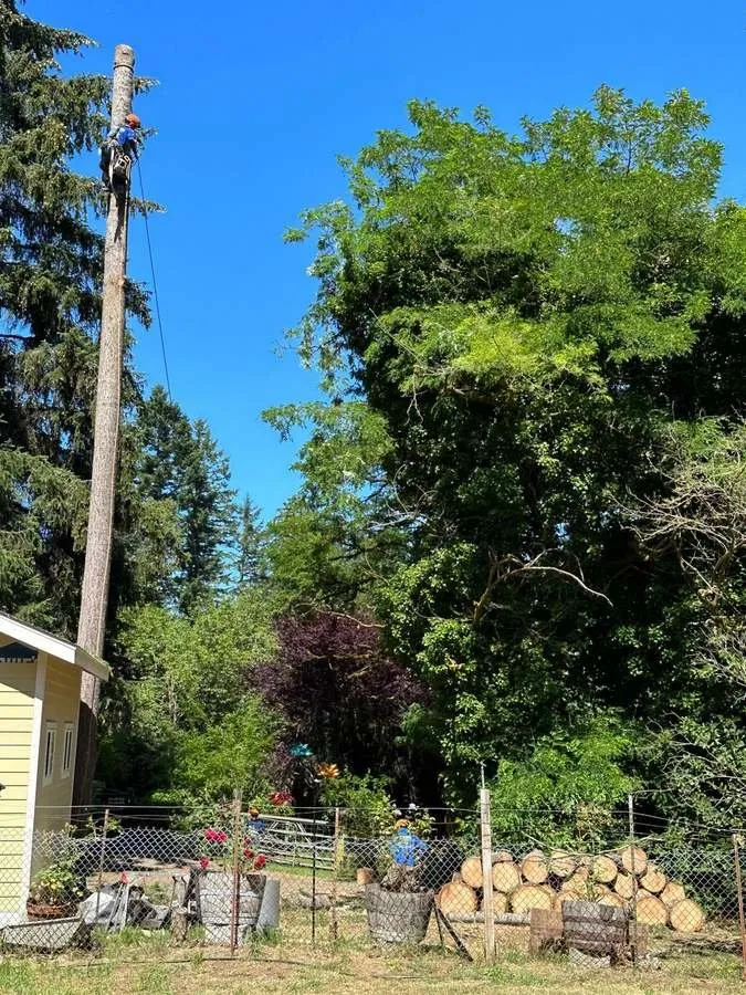 Local yard cleanup service experts serving Belfair, WA - Brothers Tree service & Landscaping