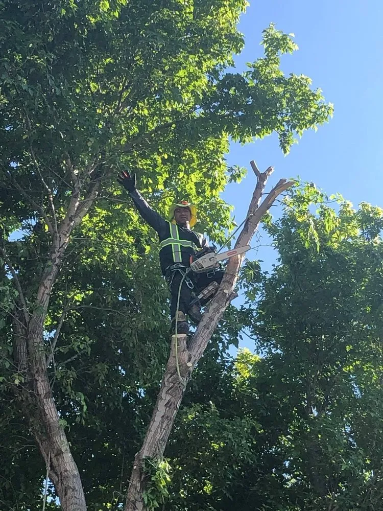 Top-rated landscape design near you in West Valley City, UT by Brothers Tree Service & Landscaping