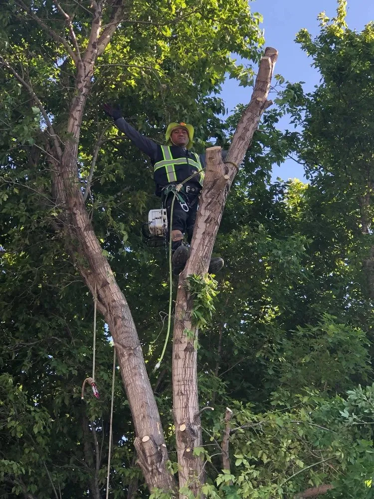 Expert landscape installation experts serving West Valley City, UT - Brothers Tree Service & Landscaping