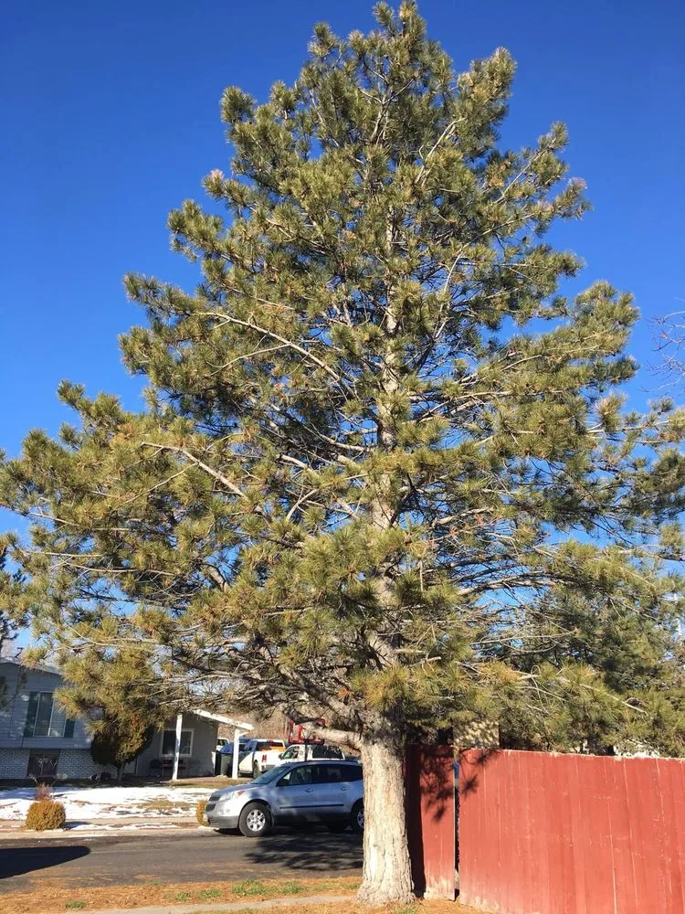Local yard maintenance near you across West Valley City, UT - Brothers Tree Service & Landscaping