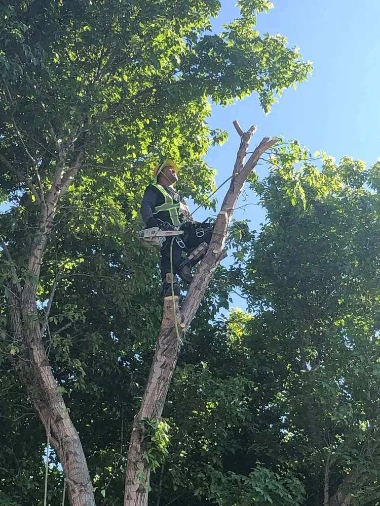 Professional outdoor landscaping near you in West Valley City, UT by Brothers Tree Service & Landscaping