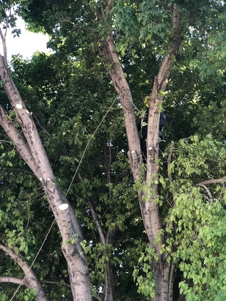 Professional yard maintenance experts serving West Valley City, UT - Brothers Tree Service & Landscaping