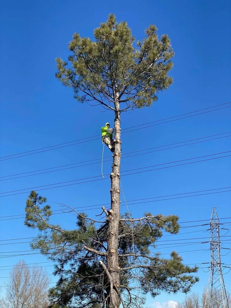 Expert yard cleanup service in West Valley City, UT - Brothers Tree Service & Landscaping