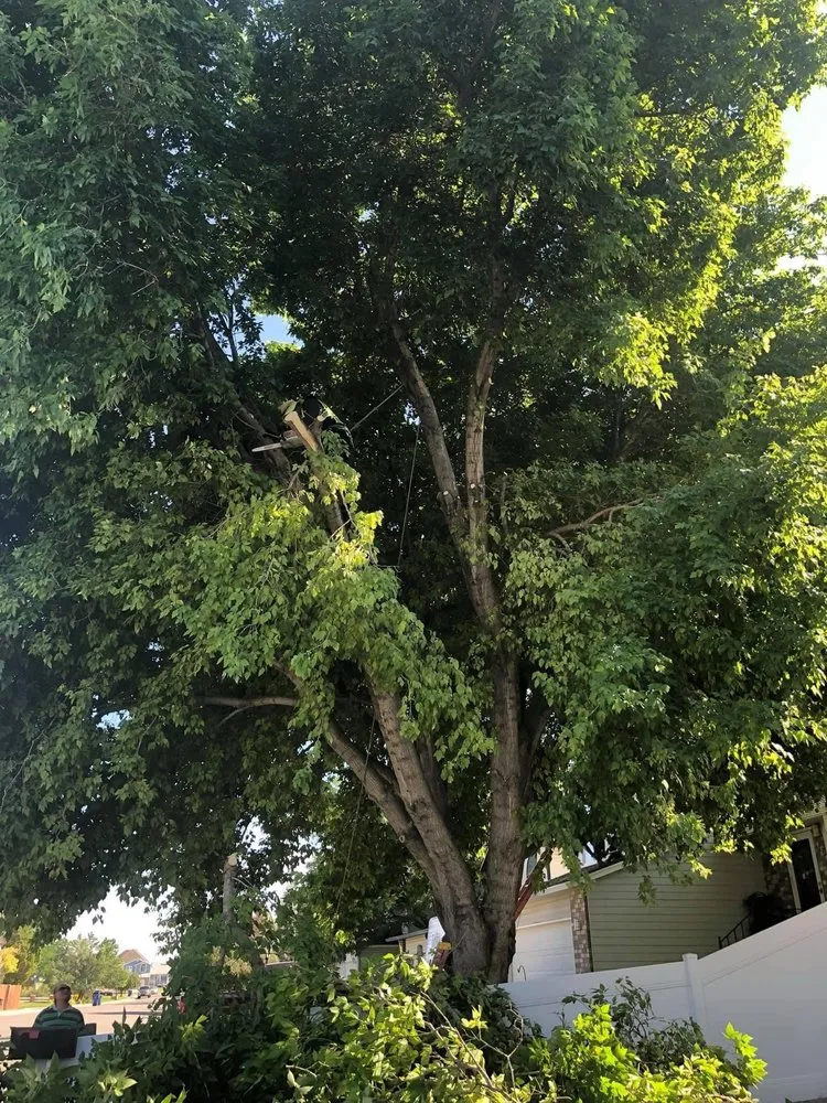 Local landscape installation near you across West Valley City, UT - Brothers Tree Service & Landscaping