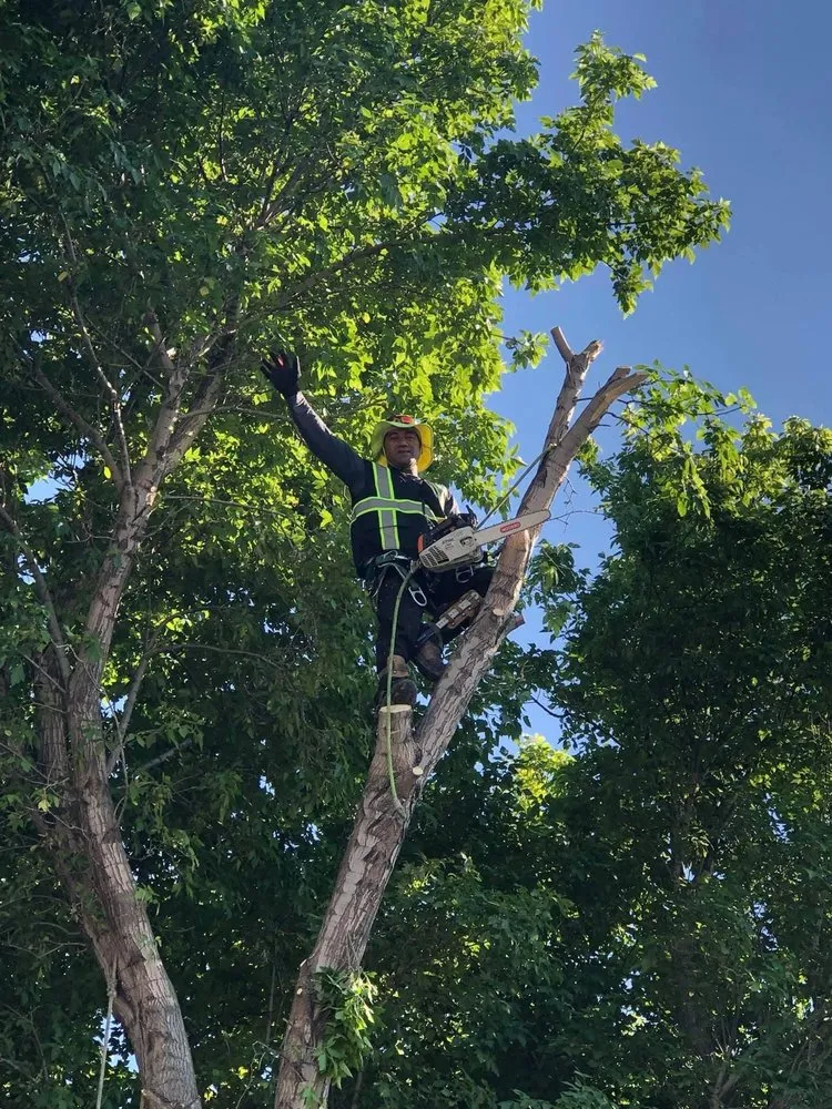 Top-rated garden landscaping for outdoor upgrades across West Valley City, UT - Brothers Tree Service & Landscaping