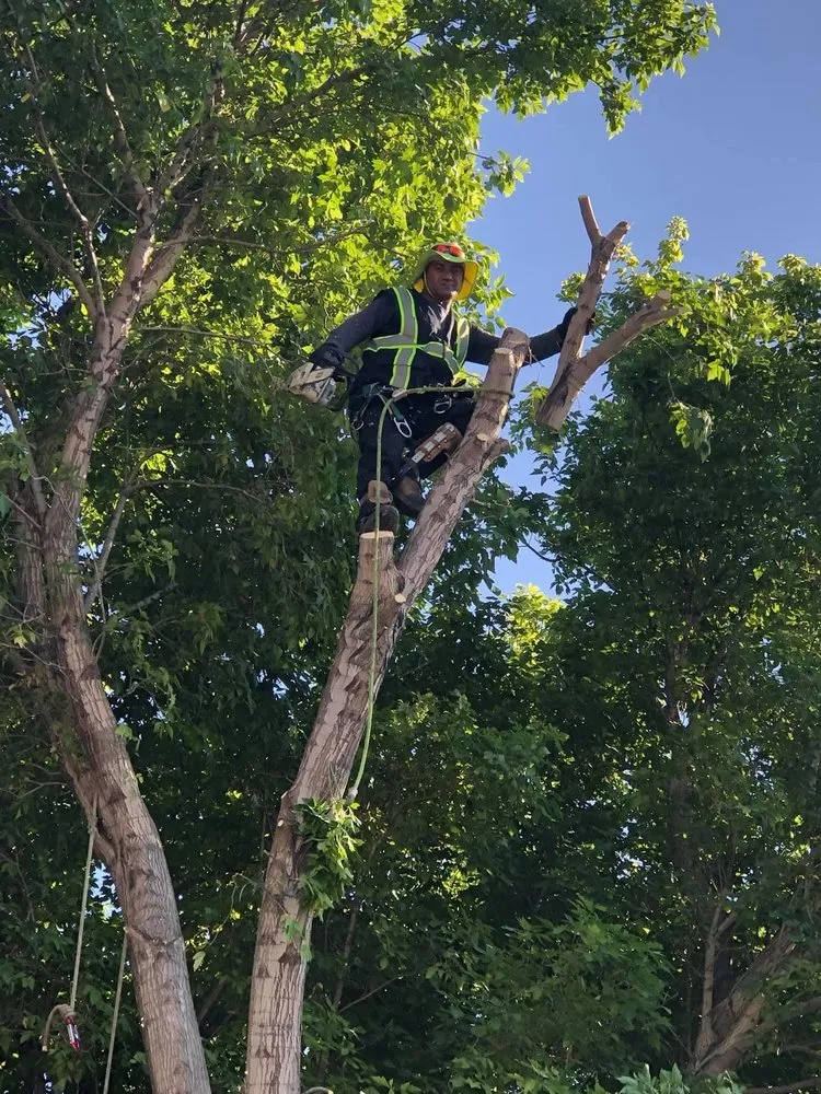 Top-rated lawn care service in West Valley City, UT by Brothers Tree Service & Landscaping