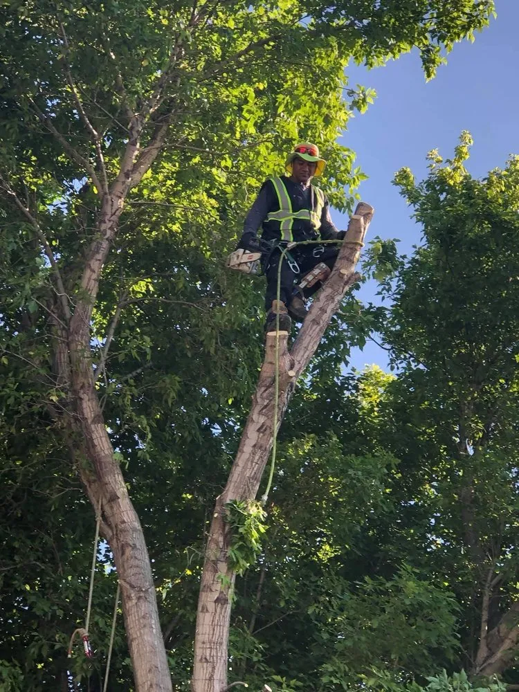 Expert landscape installation near you in West Valley City, UT by Brothers Tree Service & Landscaping