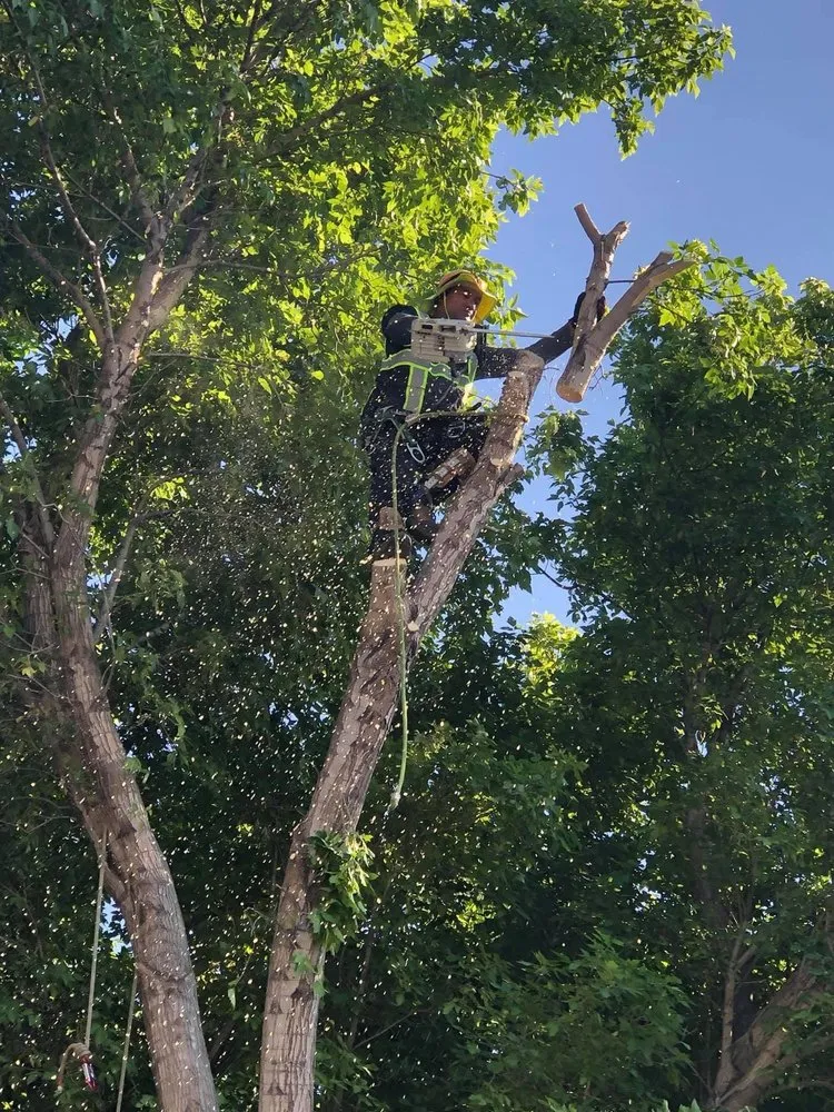 Top-rated residential landscaping for homes across West Valley City, UT - Brothers Tree Service & Landscaping