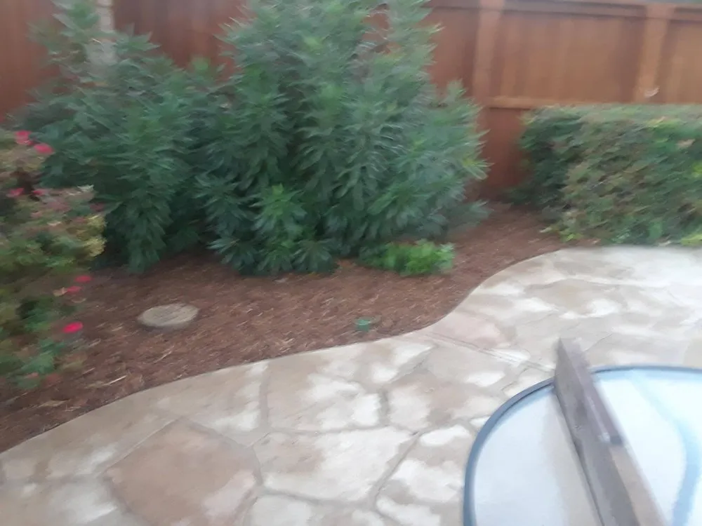 Trusted yard cleanup service in Dallas, TX - Brother's Tree Service