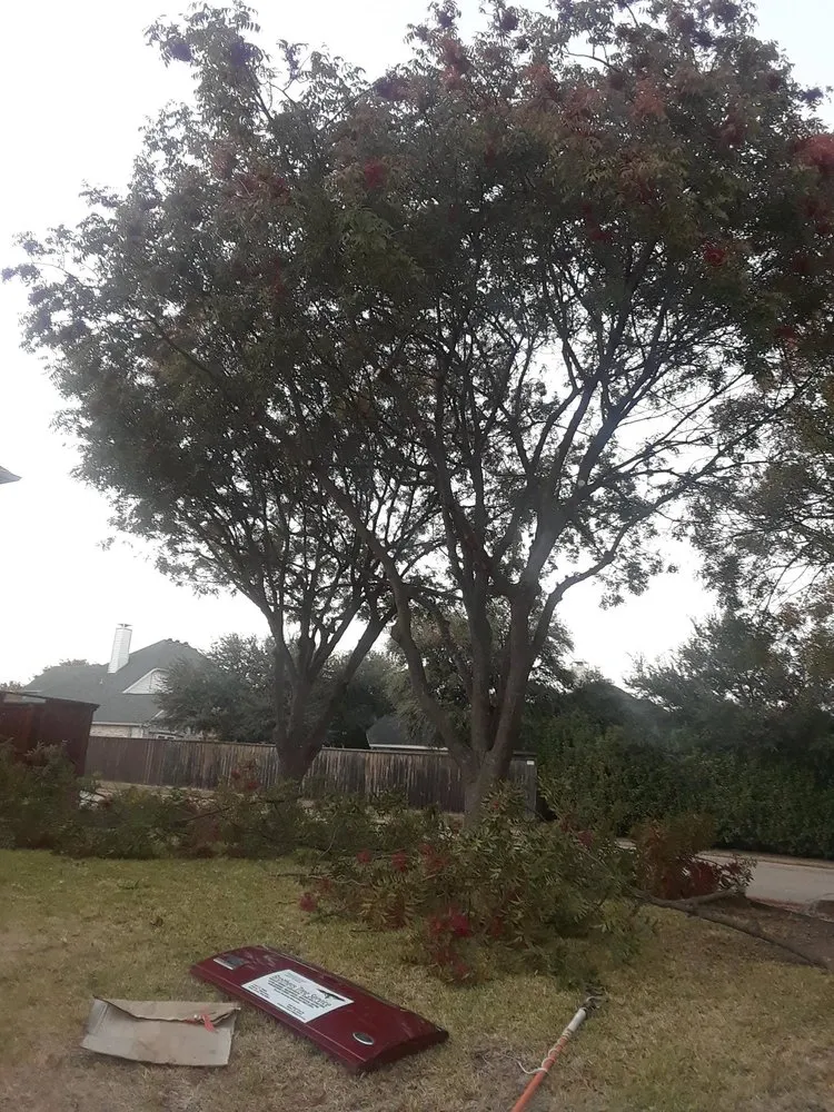 Affordable landscape design in Dallas, TX - Brother's Tree Service