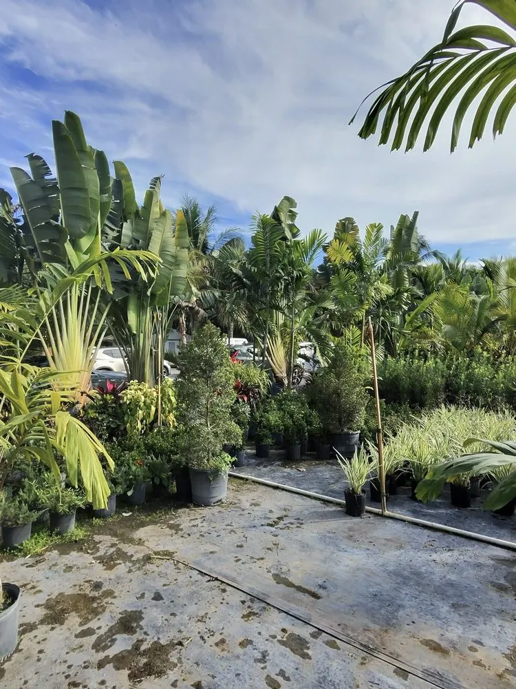 Expert yard cleanup service in Davie, FL - Broward Palms