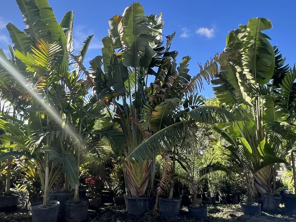 Professional yard maintenance in Davie, FL by Broward Palms