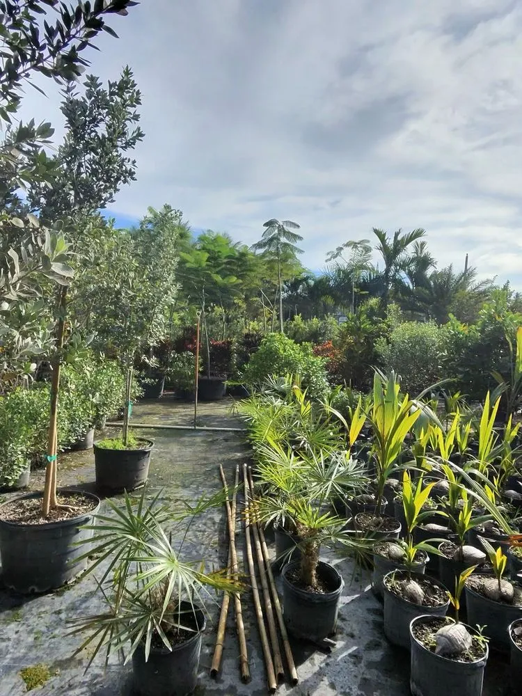 Local landscape installation in Davie, FL by Broward Palms